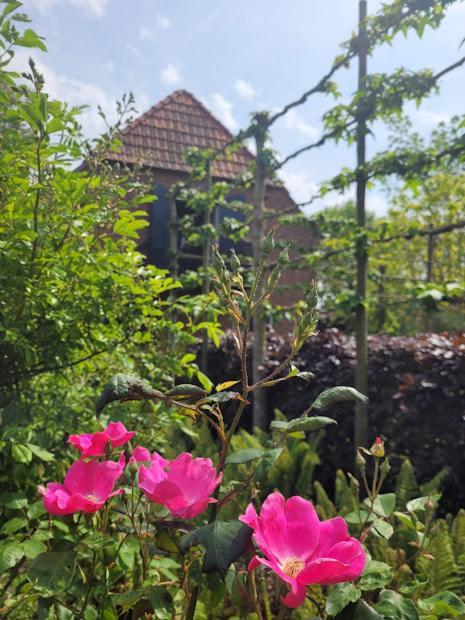 Studio Nok Bij Den Bosch Den Dungen Extérieur photo